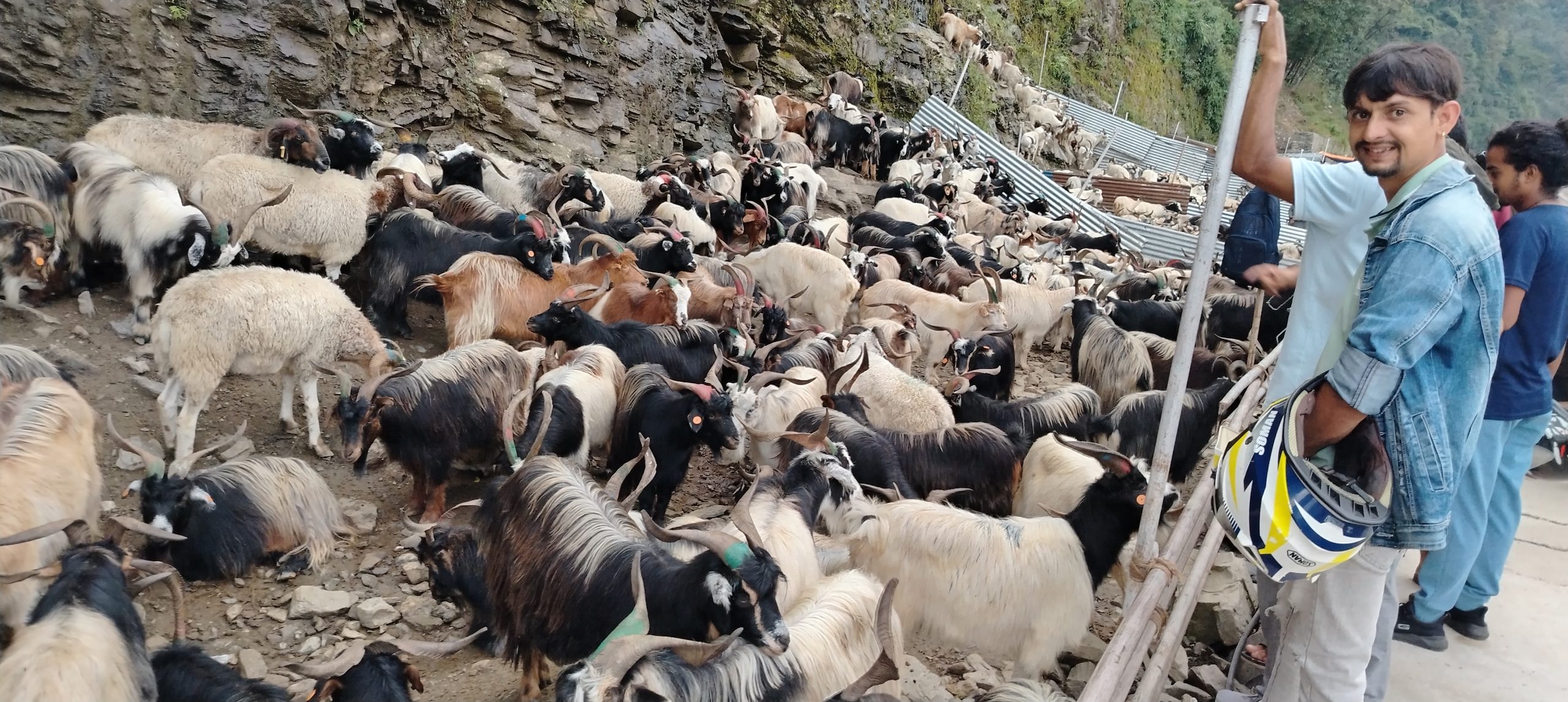 पोखरामा यस वर्ष सस्तियो च्याङग्राको मूल्य