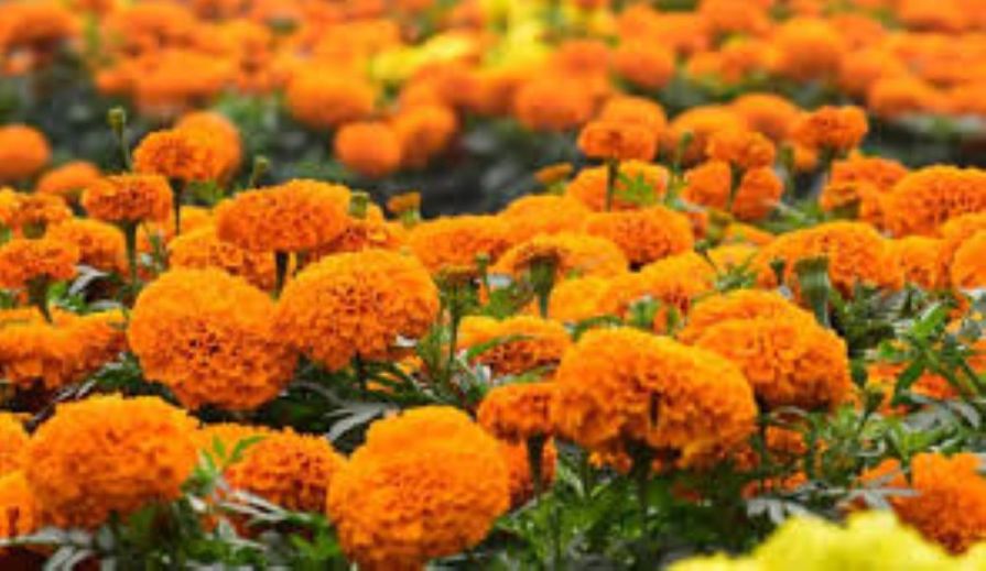 पोखरा १३ मा सयपत्री फूल मेला हुने